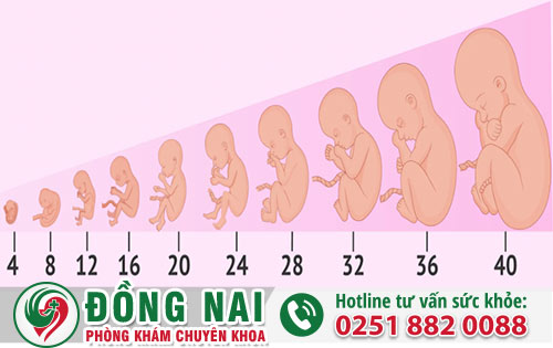 Thai Mấy Tuần Thì Phá Được Tư Vấn Phương Pháp Phù Hợp Với Từng Tuổi Thai?